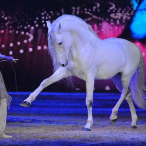 2013年埃森世界馬術(shù)運(yùn)動(dòng)博覽會(huì)Hop Top Show圖片精選