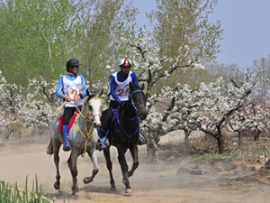 天然馬城·醉美梨都——2019 年中國碭山國際馬術耐力賽