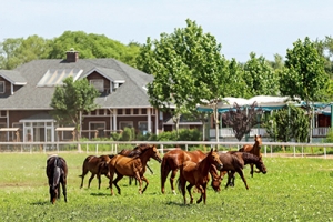 以馬為夢，為中國獨(dú)有的馬術(shù)道路增光添彩